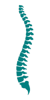 Spinal Cord